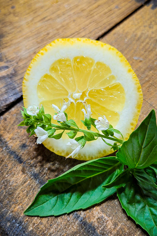 MAXIMUS - Lemon Basil Natural Glycerin Handmade Soap